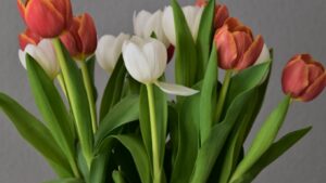 The Calming Power of Tulips: More Than Just a Pretty Flower
